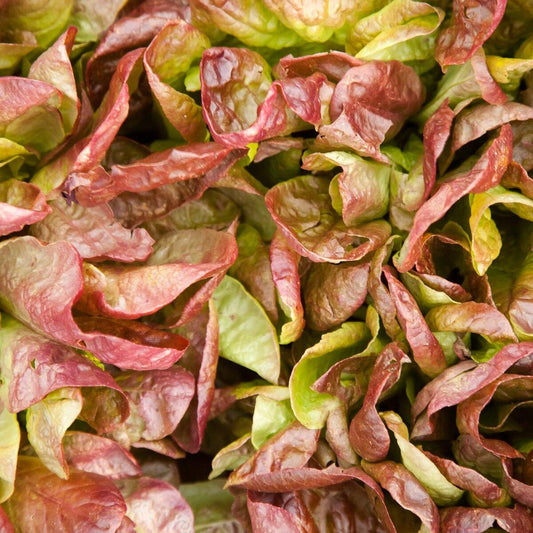 Red Wing Lettuce