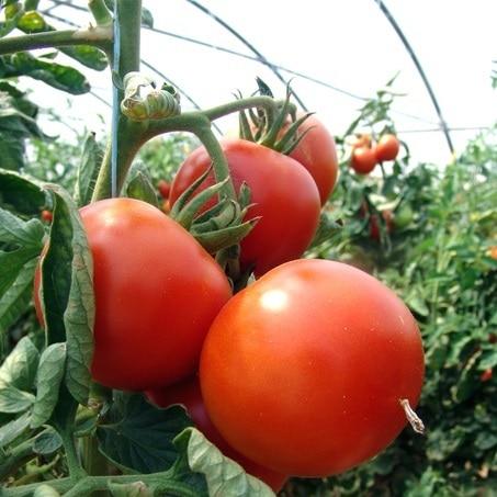 Rutgers Tomato Seeds