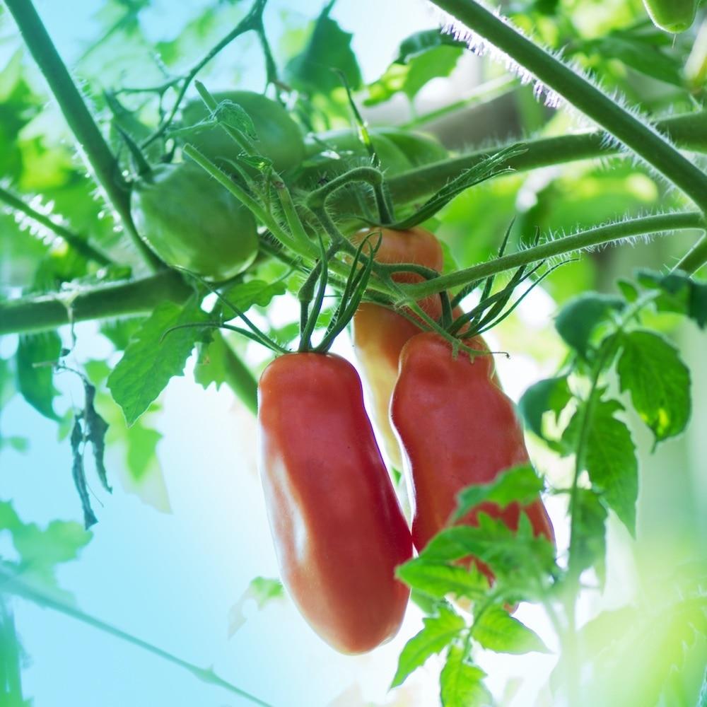 San Marzano Paste Tomato Seeds