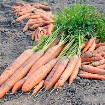 Scarlet Nantes Carrots Seeds