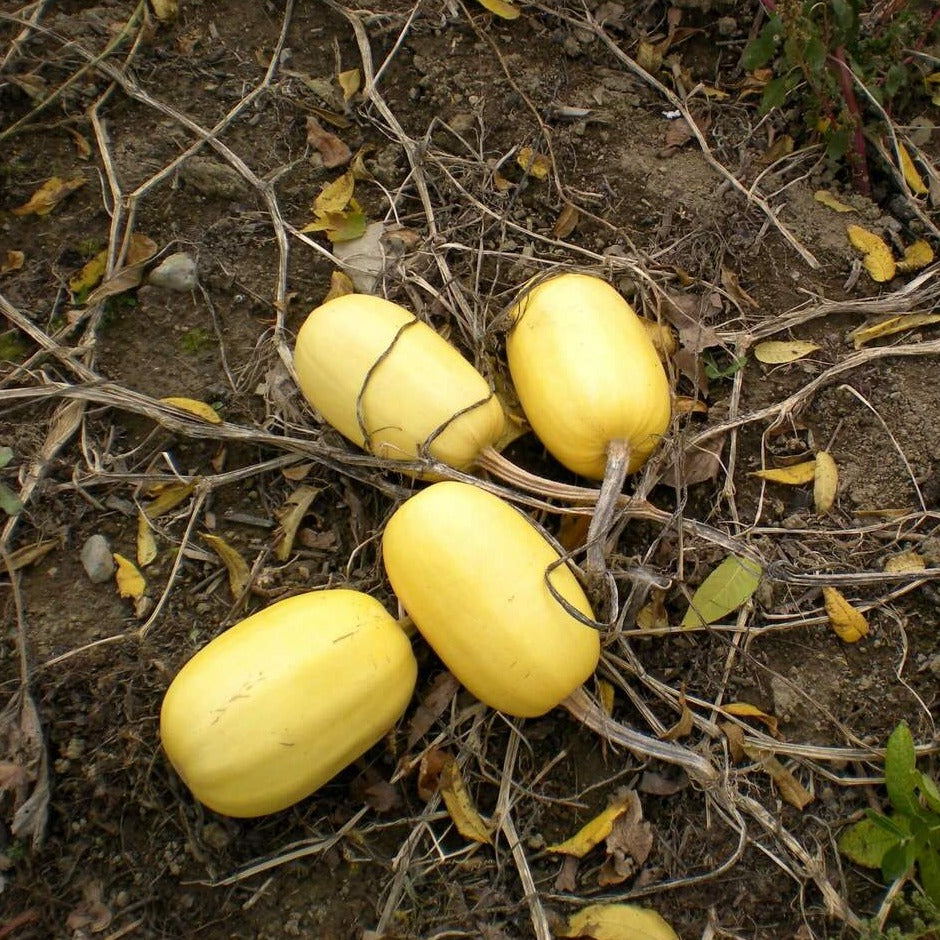 Spaghetti Squash Seeds