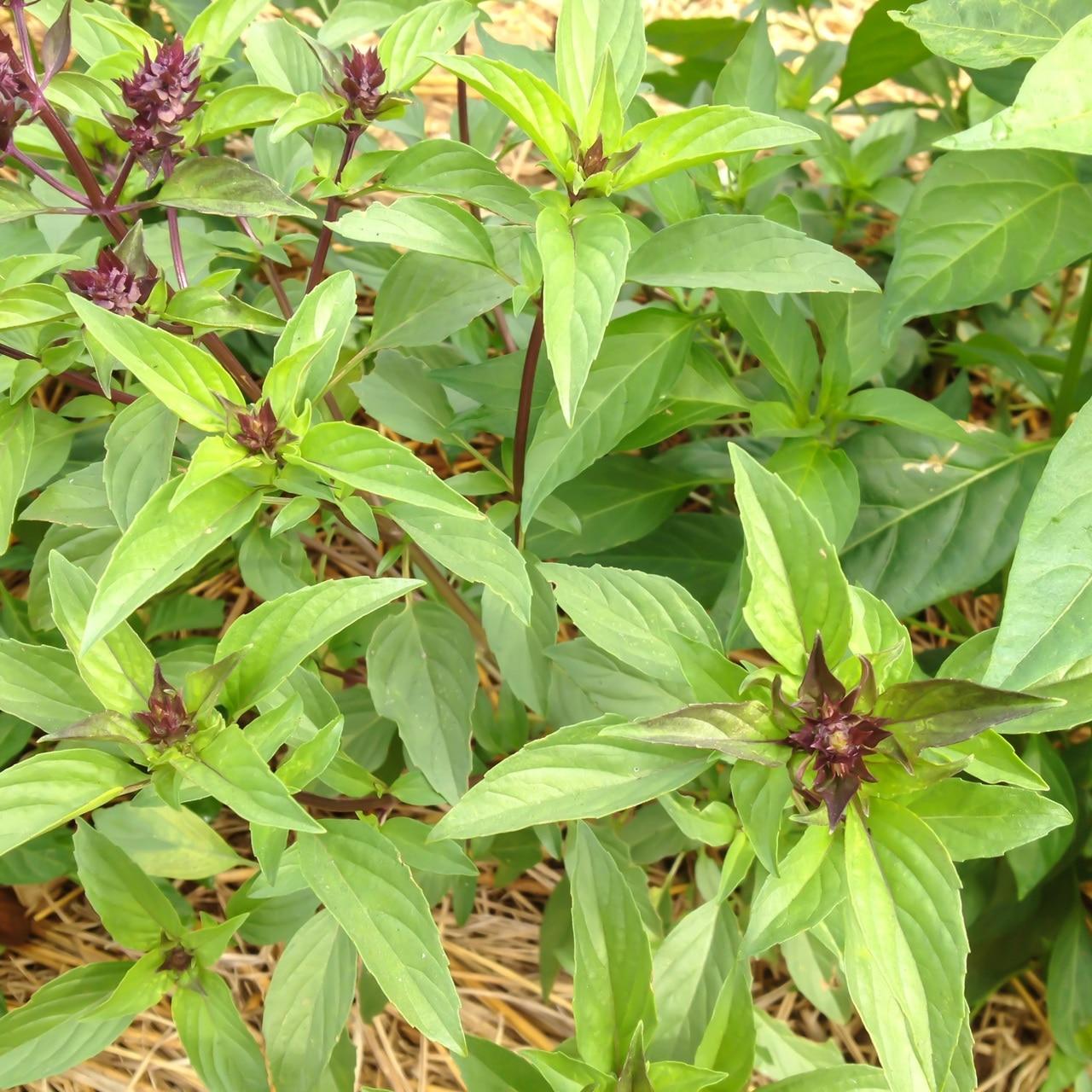 Thai Sweet Basil Seeds