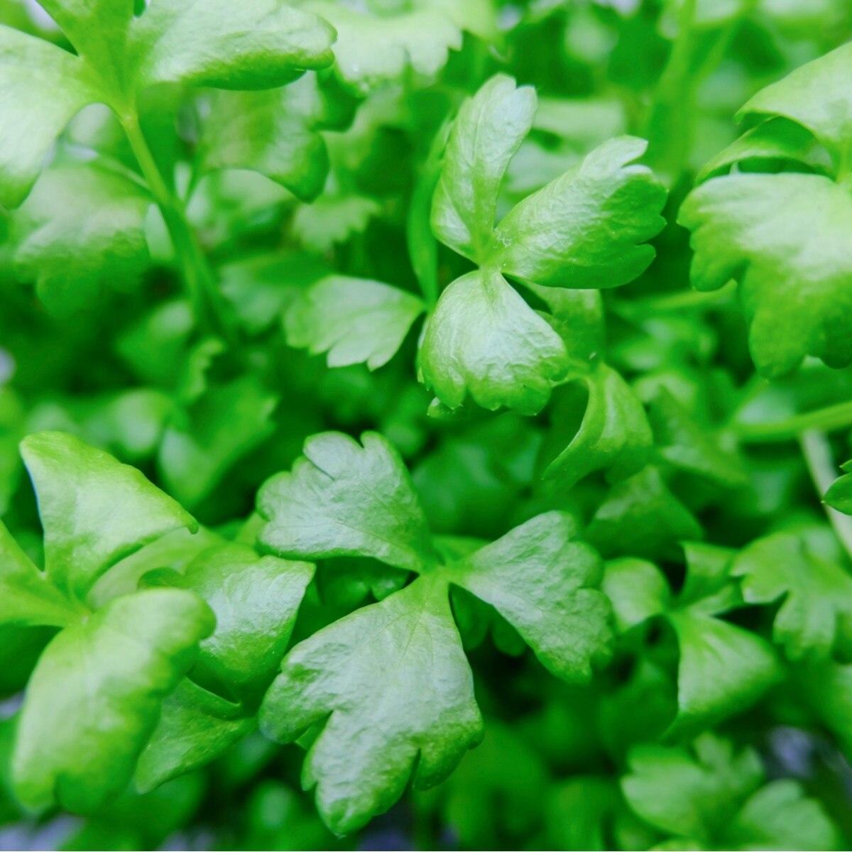 Utah Celery Seeds (Microgreens)