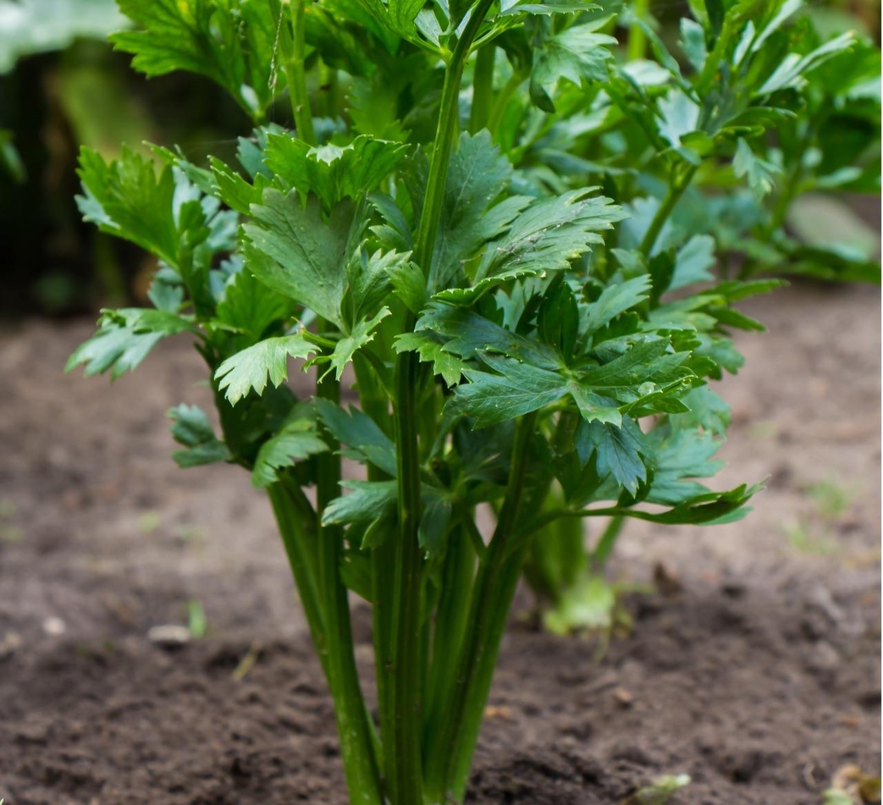 Utah Celery Seeds