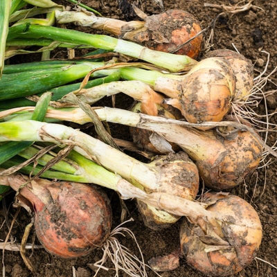 Walla Walla Sweet Onion Seeds