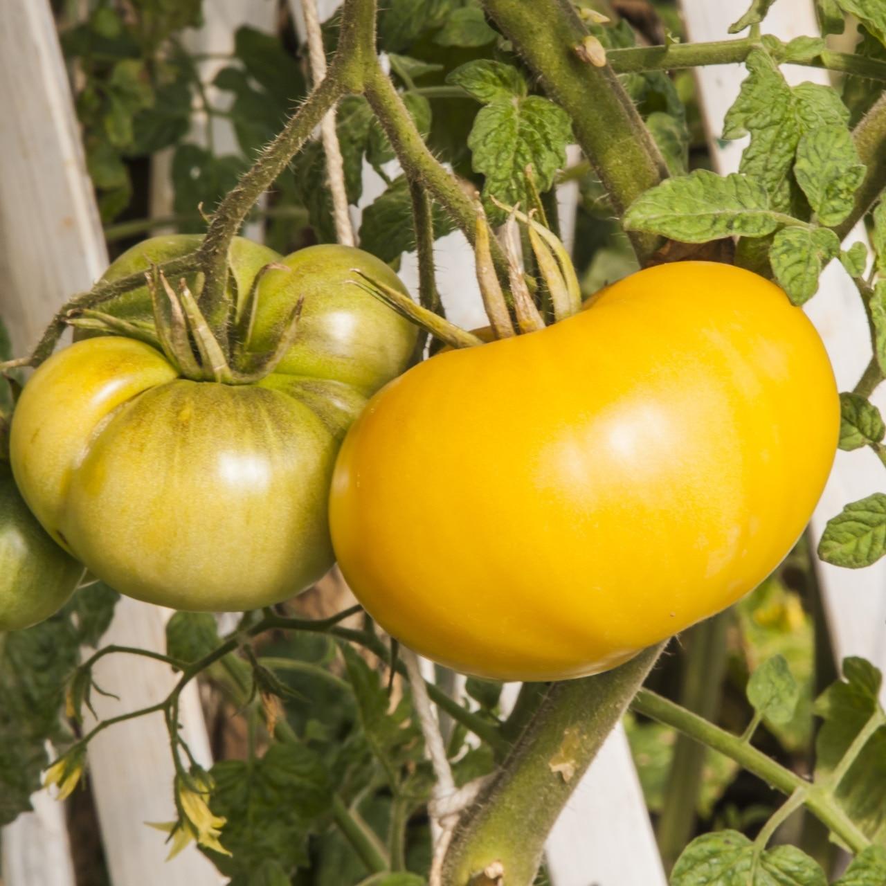 Yellow BrandyWine Tomato Seeds