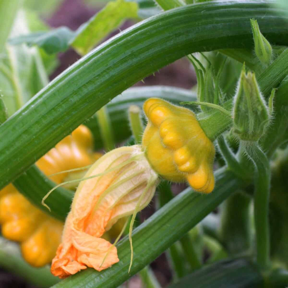 Yellow Bush Scallop Squash Seeds