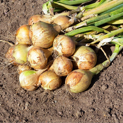 Yellow Sweet Spanish Onion Seeds