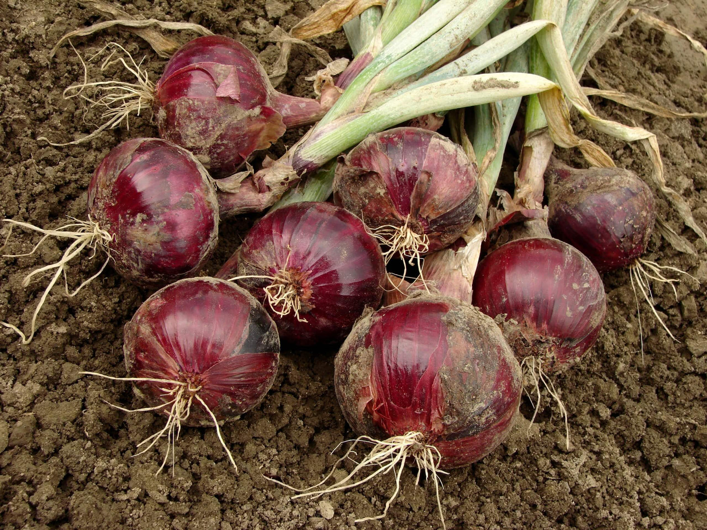 Italian Onion Seeds