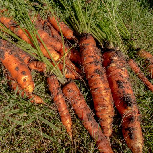Muscade Carrot Seeds