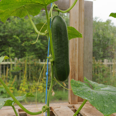 Tendergreen Burpless Cucumber Seeds
